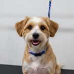 dog grooming near me